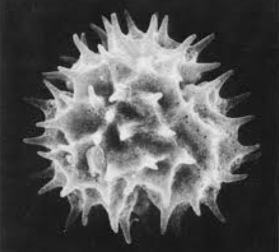 Представитель Отряда Trichostomatida